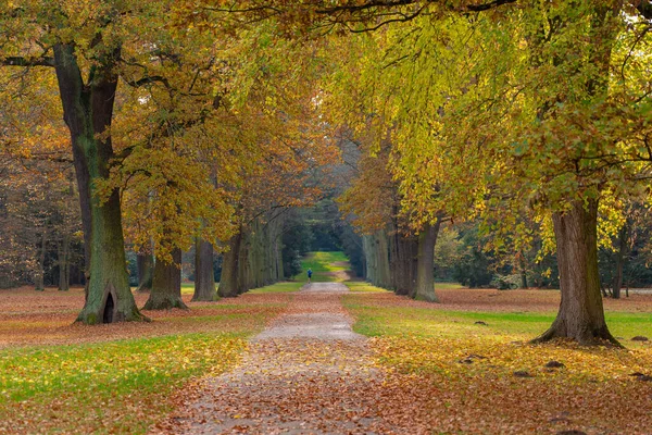 Herbst Einem Kasseler Park Mit Vielen Alten Bäumen Und Einem — Stockfoto