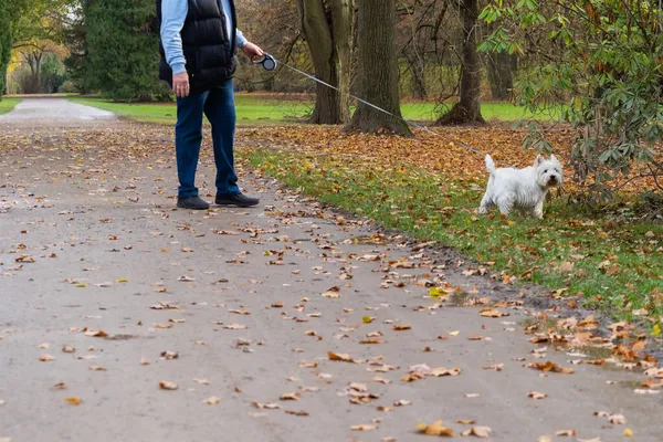 Homem Caucasiano Está Andando Seu Pequeno Cão Branco Parque Fotos De Bancos De Imagens Sem Royalties
