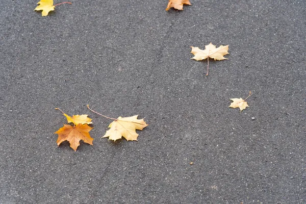 Bunte Herbstblätter Auf Dem Asphalt — Stockfoto
