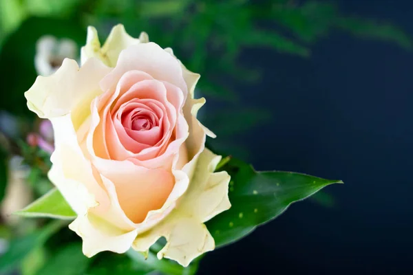 Gyönyörű Rózsaszín Rózsa Virág Csokor Sötétkék Háttér — Stock Fotó