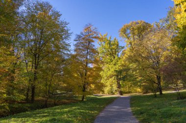 Sonbaharın başında gün ışığıyla parktan geçen bir yol.