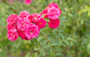 Yeşil arkaplanı ve kopyalama alanı olan güzel pembe gül çalısı