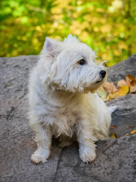West Highland White Terrier Κάθεται Μια Πέτρα Ένα Πάρκο — Φωτογραφία Αρχείου