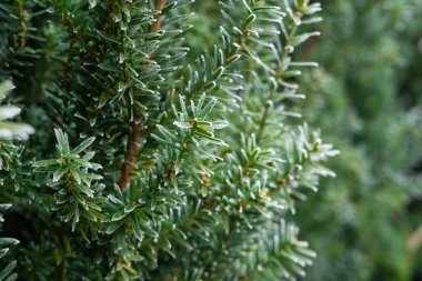 Toprakla kaplanmış yeşil bitki