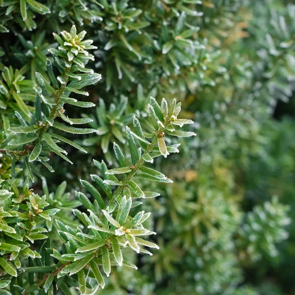 Planta Verde Cubierta Escarcha —  Fotos de Stock