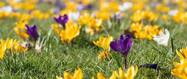 Panorama Beautiful Yellow Purple Crocuses Sunny Spring Day — Zdjęcie stockowe