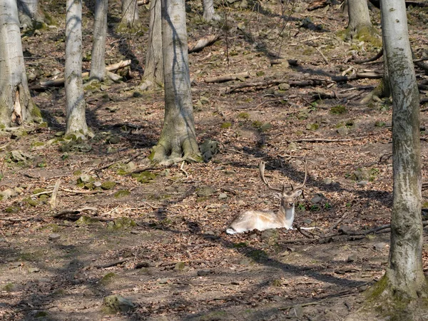 Beautiful Lying Deer Forest —  Fotos de Stock