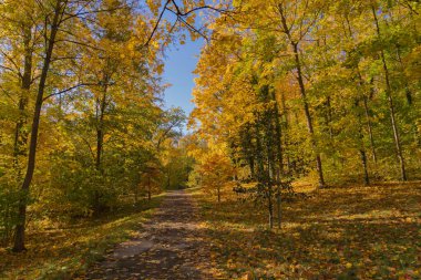 Almanya 'nın Kassel şehrinde güneşli bir günde güzel bir sonbahar ormanı patikası