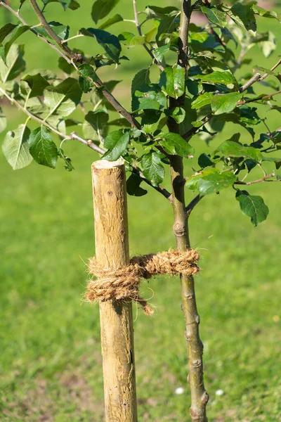 Správné Spojení Mladého Stromu Obrázku Osm Smyček Kolem Dřevěného Kůlu — Stock fotografie