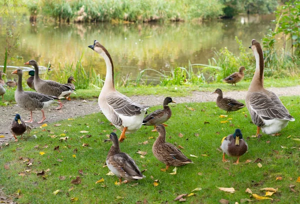 Waterbirds Pond Park — ストック写真
