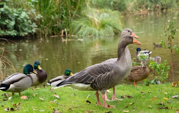 Waterbirds Pond Park — ストック写真