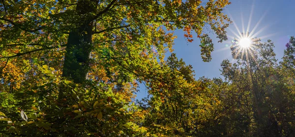 Schöner Herbstwald Mit Sonnenstrahlen — Stockfoto