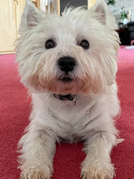 West Highland White terrier is lying on a red carpet in the living room and is looking directly at the camera