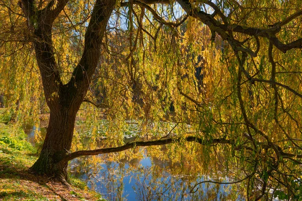 Beautiful Old Tree Autumn Leaves Lake Imagens Royalty-Free