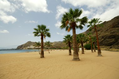 Tenerife landscape: Perfect Las Teresitas beach photo clipart