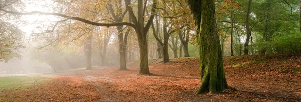 Autumn landscape — Stock Photo, Image