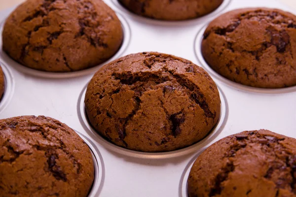 Muffins de chocolate recién horneados de cerca disparar — Foto de Stock