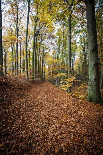 Ścieżka przez jesienny las — Zdjęcie stockowe