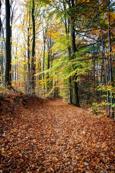 A lonely road in the forest — Stock Photo, Image