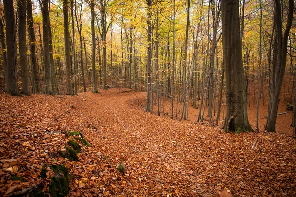 Camino en el bosque de otoño. naturaleza fondo — Foto de Stock