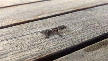Kuyruğu olmayan küçük güzel kertenkele yakından nefes alıyor. Sürüngenlerin yukarıdan görünüşü dinozorların uzak akrabalarıdır. Kırsal evdeki bahçemizde yaşayan soğuk kanlı sürüngenler.