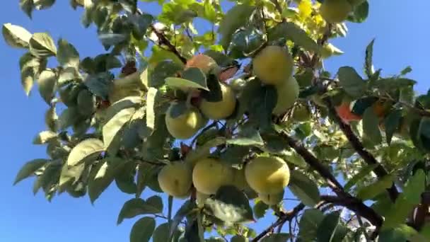 若柿の実を枝につけます。晴れた日に柿の木に成長した緑の果物。農業産業。熟れていない柿の実. — ストック動画