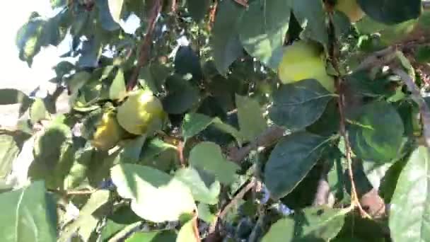 Een Jonge Persimmon Vrucht Een Tak Groene Vruchten Geteeld Een — Stockvideo