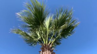 Hurma Ağacı Dalları Rüzgarda, Yaprak Palmiye Ağacı Mavi Gökyüzünde 4K Video