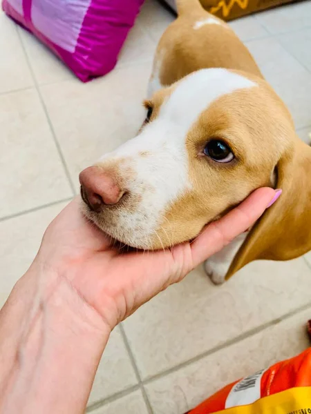 Χαρούμενο χαριτωμένο κουτάβι beagle στο κατάστημα κατοικίδιων ζώων — Φωτογραφία Αρχείου