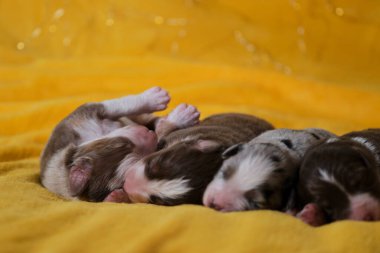 Avustralyalı dört çocuk birlikte yatıyor ve uyuyor. Sarı yumuşak battaniyenin üzerinde yeni doğmuş sevimli Avustralya çoban köpekleri. Arka planda sıcak çelenk Bokeh.