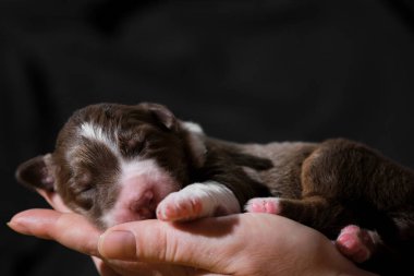 Yeni doğmuş safkan bir köpek. Yeni doğmuş köpek yavrusunu elinde tut Avustralyalı kırmızı üç renkli. Avustralyalı çoban kadın avuçlarında uyur nötr siyah minimalist arka planda.