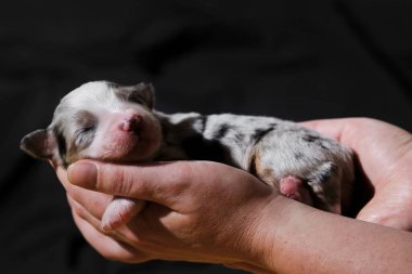 Yeni doğmuş köpek yavrusu Avustralyalı mavi Merle 'ü ellerinizde tutun. Avustralyalı çoban kadın avuçlarında uyur nötr siyah minimalist arka planda. Yeni doğmuş safkan bir köpek..