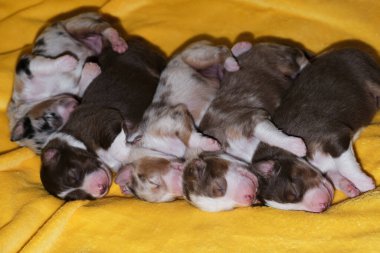 Sarı yumuşak battaniyenin üzerinde yeni doğmuş sevimli Avustralya çoban köpekleri. Avustralyalı beş çocuk yan yana yatıp uyuyorlar. Renkli köpek yavruları. Kırmızı, üç renkli ve mavi renkli..