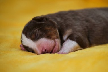 Avustralyalı köpek yavrusu, ağzı açık beyaz çizgili, pembe burunlu ve küçük kulaklı kırmızı üç renkli. Yeni doğmuş Avustralya çoban köpeği sıcak sarı yumuşak bir battaniyenin üzerinde yatıyor..