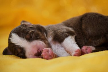 Avustralyalı köpek yavrusu, ağzı açık beyaz çizgili, pembe burunlu ve küçük kulaklı kırmızı üç renkli. Yeni doğmuş Avustralya çoban köpeği sıcak sarı yumuşak battaniyenin üzerinde yatıyor. Arka planda çelenk Bokeh.