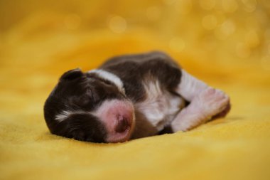 Avustralyalı köpek yavrusu, ağızlık, pembe burun ve kapalı gözlerle ince beyaz şeritli kırmızı üç renkli. Yeni doğmuş Avustralya çoban köpeği sıcak sarı yumuşak battaniyenin üzerinde yatıyor. Arka planda çelenk Bokeh.