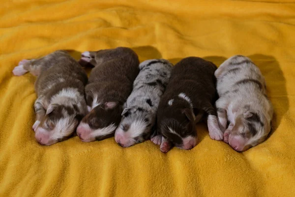 Filha Cachorros Recém Nascidos Adoráveis Pastor Australiano Cobertor Macio Amarelo — Fotografia de Stock