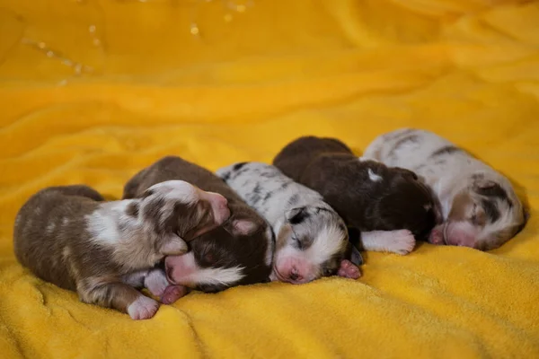 Aussie Cinco Crianças Estão Deitadas Juntas Dormindo Filha Cachorros Recém — Fotografia de Stock