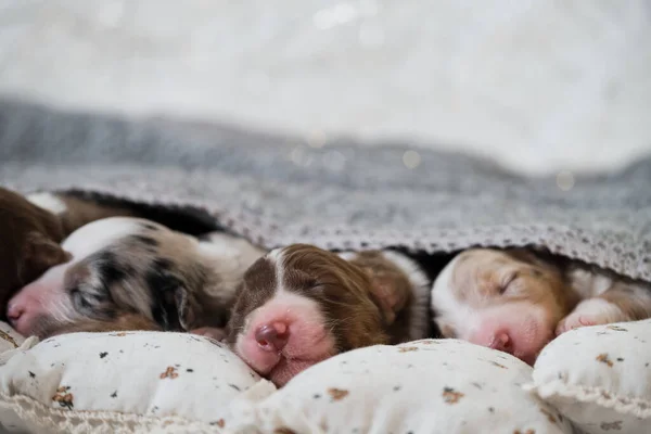 Newborn Australian Shepherd Dogs Aussie Puppies Lie Sleep White Pillows — Stock Photo, Image