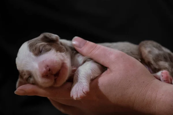 Hold Newborn Puppy Aussie Red Merle Hands Australian Shepherd Sleeps — Stock Photo, Image