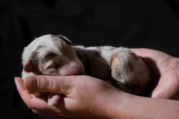 Segure Cachorro Recém Nascido Aussie Red Merle Nas Mãos Pastor — Fotografia de Stock