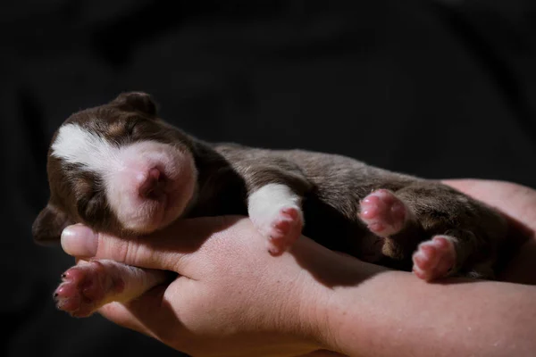 Cão Recém Nascido Puro Sangue Segure Cachorro Recém Nascido Aussie — Fotografia de Stock