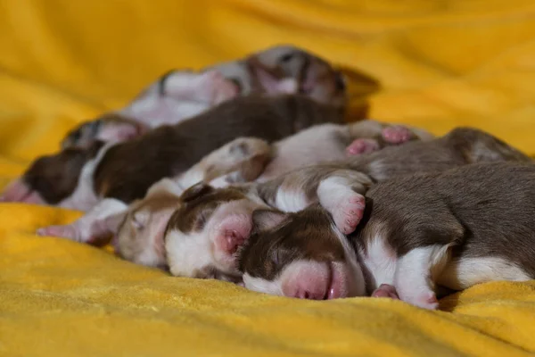 Filha Cachorros Recém Nascidos Adoráveis Pastor Australiano Cobertor Macio Amarelo — Fotografia de Stock
