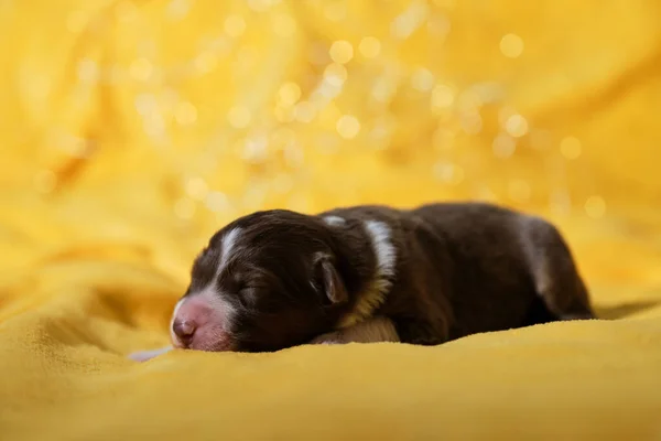 Cachorro Australiano Tricolor Vermelho Com Listras Brancas Finas Focinho Nariz — Fotografia de Stock