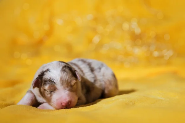 Cachorrinho Australiano Merle Vermelho Com Faixa Branca Focinho Nariz Rosa — Fotografia de Stock