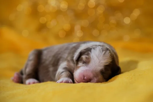 Aussie Puppy Red Merle Wide White Stripe Muzzle Pink Nose — Stock Photo, Image