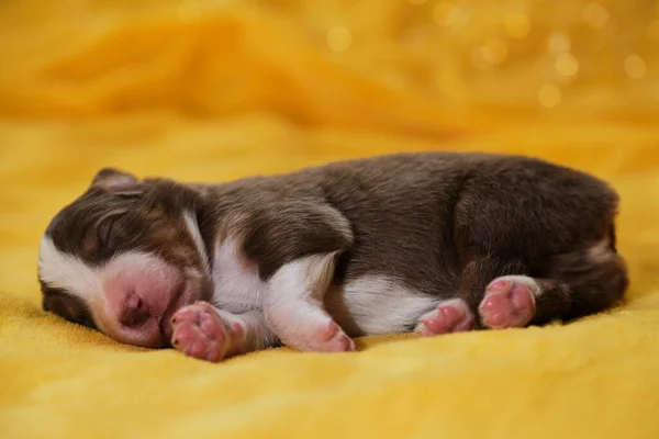 Aussie Puppy Rood Driekleurig Met Brede Witte Streep Muilkorf Roze — Stockfoto