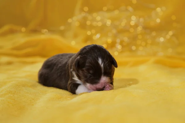 オージー子犬は赤い三色で 細い白い縞模様が銃口 ピンクの鼻 目を閉じています 新生オーストラリアの羊飼いの子犬暖かい黄色の柔らかい毛布に横たわっている 背景にあるガーランド出身のぼくえ — ストック写真