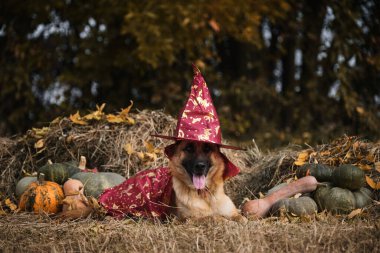 Sonbahar ormanlarına karşı turuncu ve yeşil balkabaklarının yanında samanlıkta yatıyorlar. Tatili kutlayalım. Kırmızı büyücüler şapka ve pelerin, süslü elbiseli köpek. Cadılar Bayramı için cadı kostümlü Alman çoban köpeği..