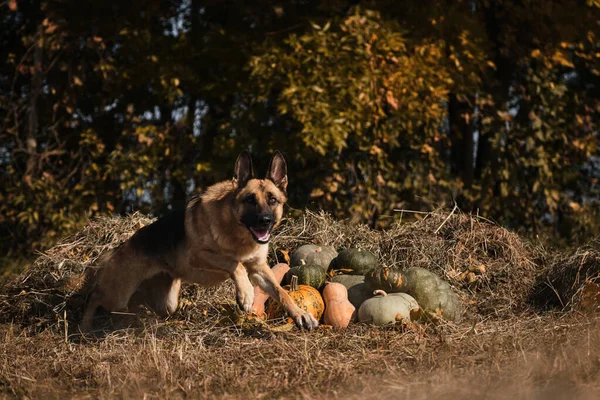 Cão Corre Para Frente Pelo Feno Próximo Colheita Outono Verduras — Fotografia de Stock